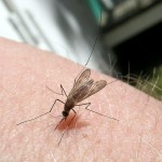 Anopheles quadrimaculatus Florida