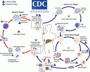 malaria life cycle CDC