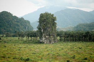 Deforestation oil palm Malaysia